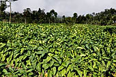 Tobacco plantations on steep slopes of the Mount Lawu. 